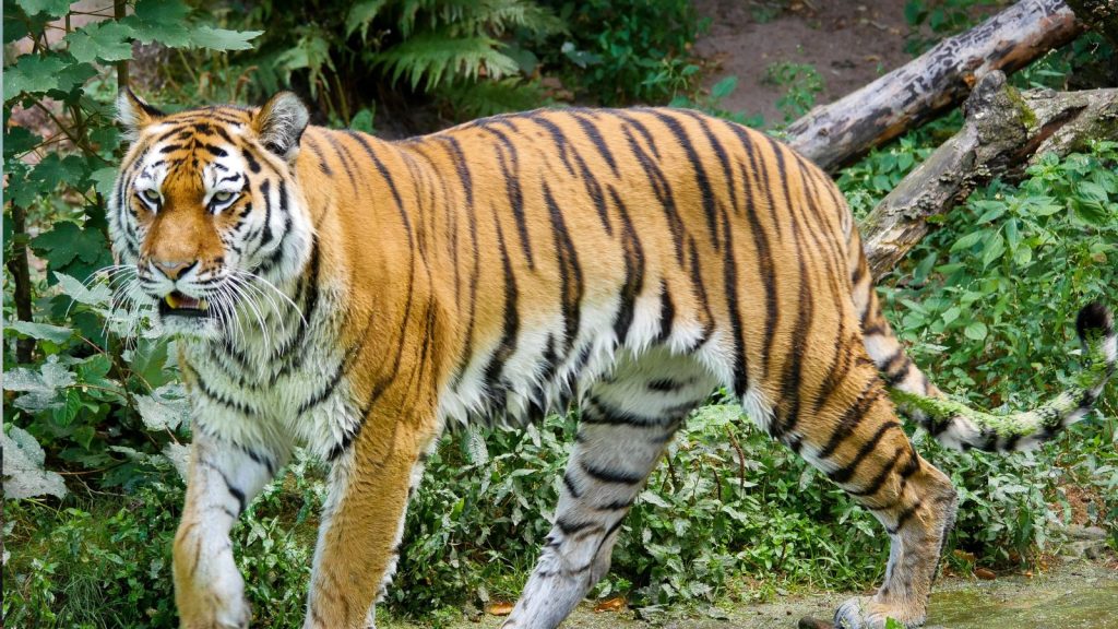 Banggiadag: A Word, A World, A Wonder Waiting to Be Defined